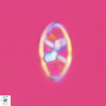 Neococcolithes dubius VR 30845