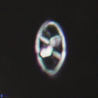 Neococcolithes dubius VR 30846