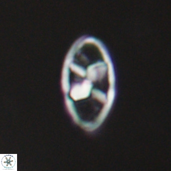 Neococcolithes dubius VR 30846