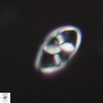 Neococcolithes dubius VR 30847