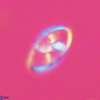 Neococcolithes dubius VR 30848