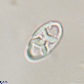 Neococcolithes dubius VR 30849