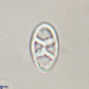 Neococcolithes dubius VR 30850