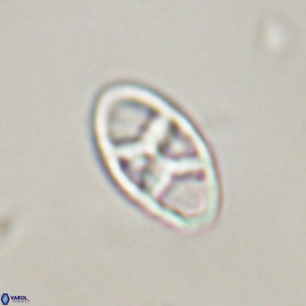 Neococcolithes dubius VR 30851