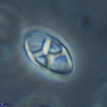 Neococcolithes dubius VR 30852