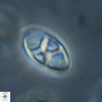 Neococcolithes dubius VR 30852