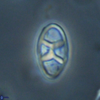 Neococcolithes dubius VR 30853