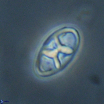 Neococcolithes dubius VR 30854