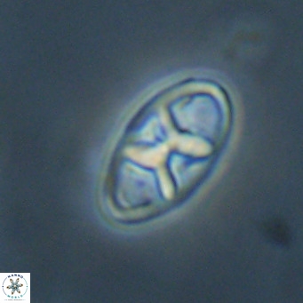 Neococcolithes dubius VR 30854