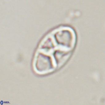 Neococcolithes dubius VR 30855