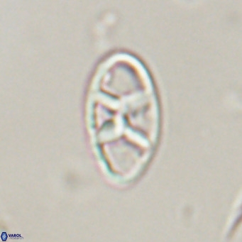 Neococcolithes dubius VR 30856