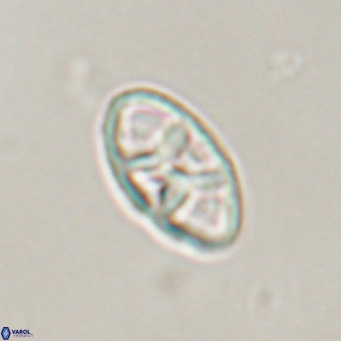 Neococcolithes dubius VR 30857