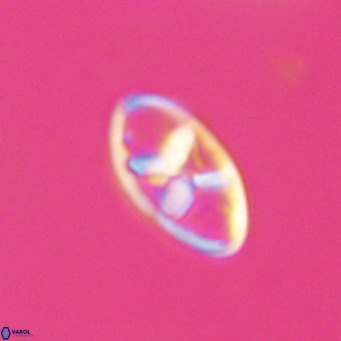 Neococcolithes dubius VR 30858