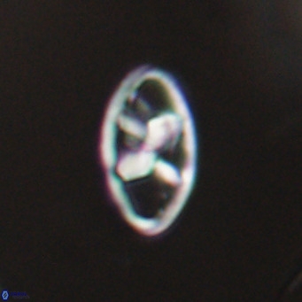 Neococcolithes dubius VR 30860