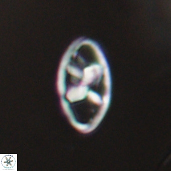 Neococcolithes dubius VR 30860