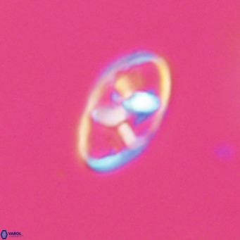 Neococcolithes dubius VR 30862