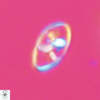 Neococcolithes dubius VR 30862