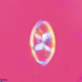 Neococcolithes dubius VR 30863