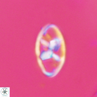 Neococcolithes dubius VR 30863