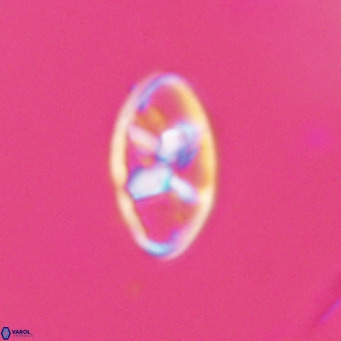 Neococcolithes dubius VR 30864