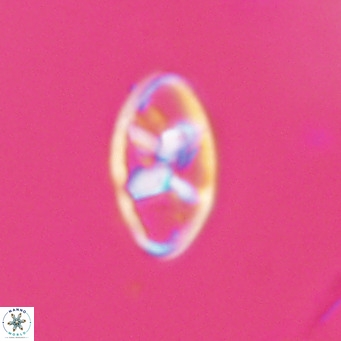 Neococcolithes dubius VR 30864