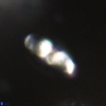 Neococcolithes dubius VR 30866