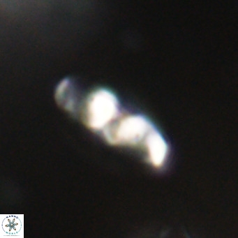 Neococcolithes dubius VR 30866