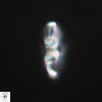 Neococcolithes dubius VR 30867