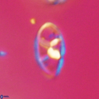 Neococcolithes dubius VR 30869