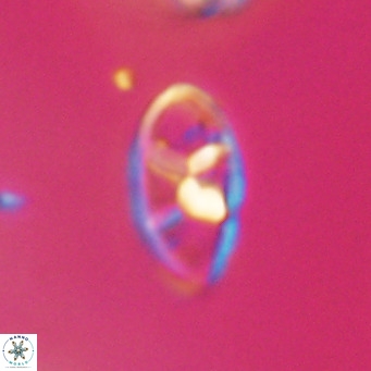 Neococcolithes dubius VR 30869
