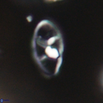 Neococcolithes dubius VR 30870