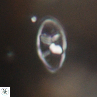 Neococcolithes dubius VR 30871
