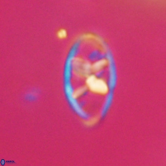 Neococcolithes dubius VR 30872