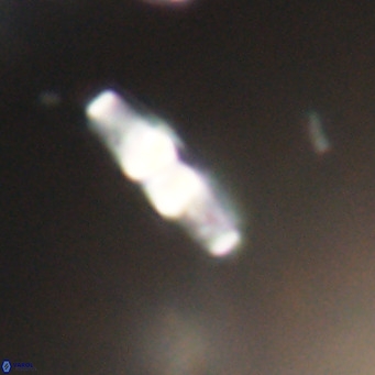 Neococcolithes dubius VR 30873