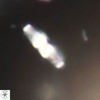 Neococcolithes dubius VR 30873