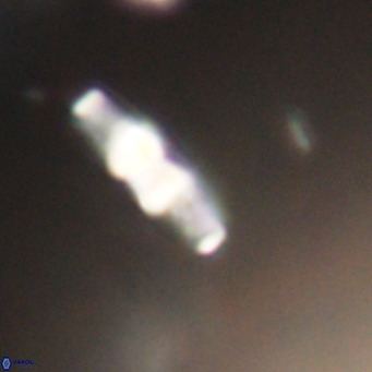 Neococcolithes dubius VR 30876