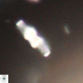 Neococcolithes dubius VR 30876