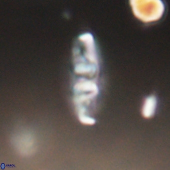 Neococcolithes dubius VR 30877