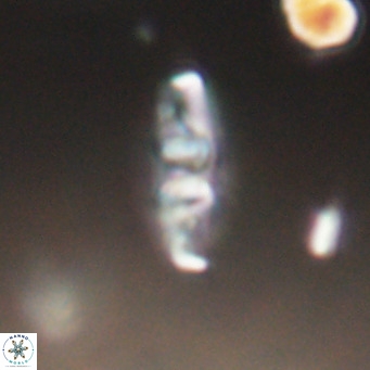 Neococcolithes dubius VR 30877