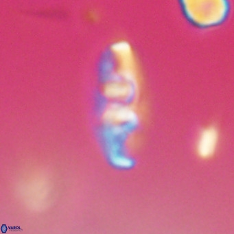 Neococcolithes dubius VR 30878