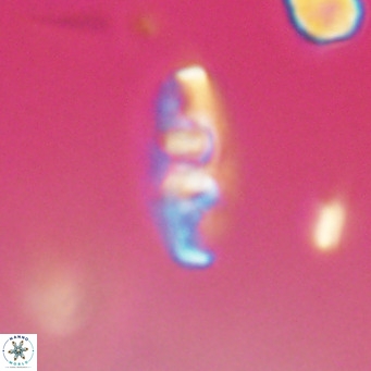 Neococcolithes dubius VR 30878