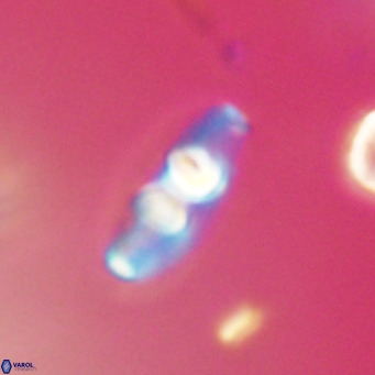 Neococcolithes dubius VR 30879