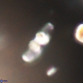 Neococcolithes dubius VR 30880