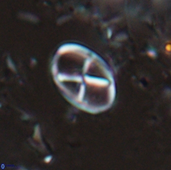 Neococcolithes leptostauros 25771