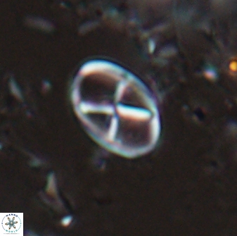 Neococcolithes leptostauros 25771