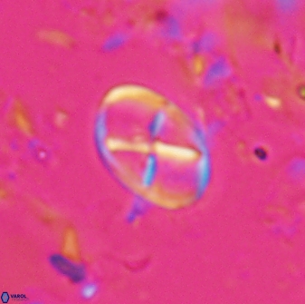 Neococcolithes leptostauros 25772