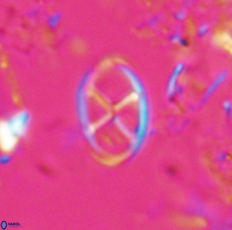 Neococcolithes leptostauros 25773