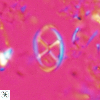 Neococcolithes leptostauros 25773