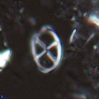 Neococcolithes leptostauros 25774