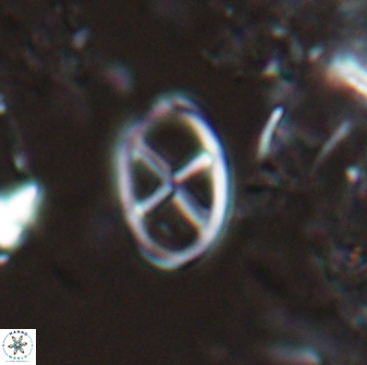 Neococcolithes leptostauros 25774